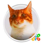 Live HD Cat Wallpaper 1.0.b65004