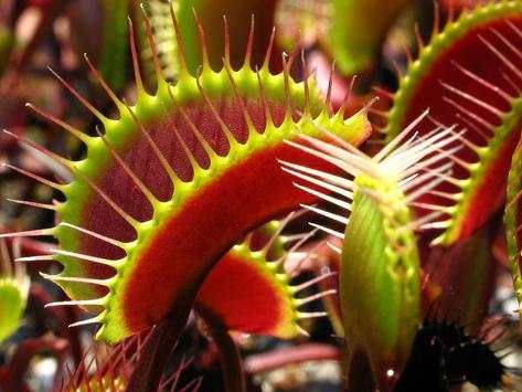 Venus Fly Trap Pack 2 LWP screenshot 3