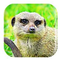 Mongoose Sounds on 9Apps