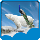 Peacock Live Wallpapers icon