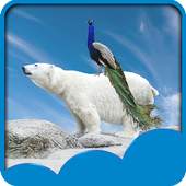 Peacock Live Wallpapers 1.6