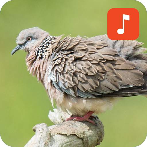 Thai Bird Sounds 1.0.2