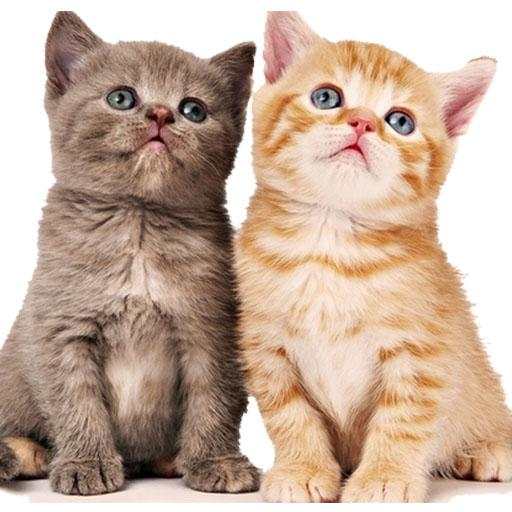 Cute Cat Sticker 2020 WAStickerApps for WhatsApp 5.4