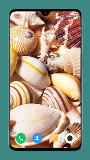 HD Seashell Wallpaper screenshot 11