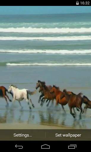 Amazing horses Video LWP screenshot 1