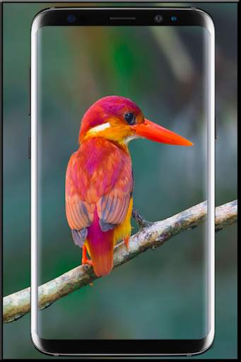 Beautiful Birds Wallpaper screenshot 2