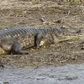 Crocodiles in the World! logo