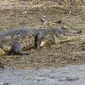 Crocodiles in the World! 1.0.27
