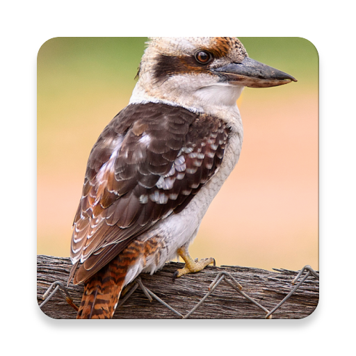 Kookaburra Bird Sound Collections ~ Sclip.app icon