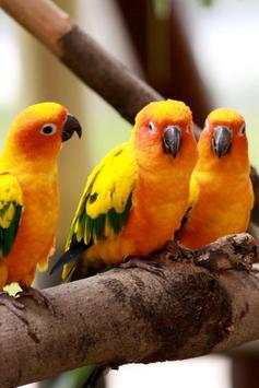 Birds Wallpaper screenshot 6