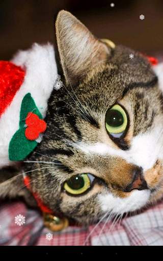 Christmas Cat Live Wallpaper screenshot 3