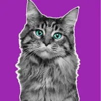 ikon Amar Cat