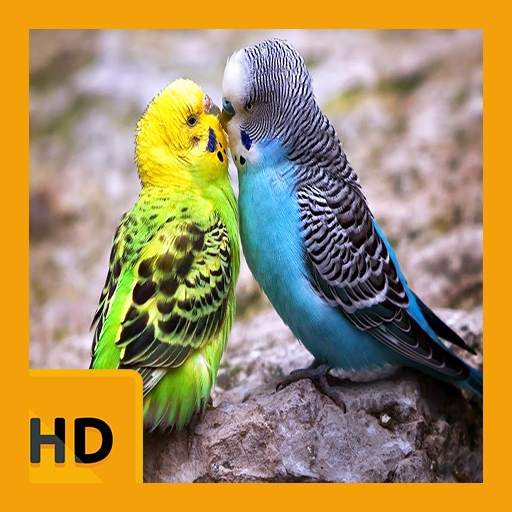 Sweet Bird HD FREE Wallpaper 1.1