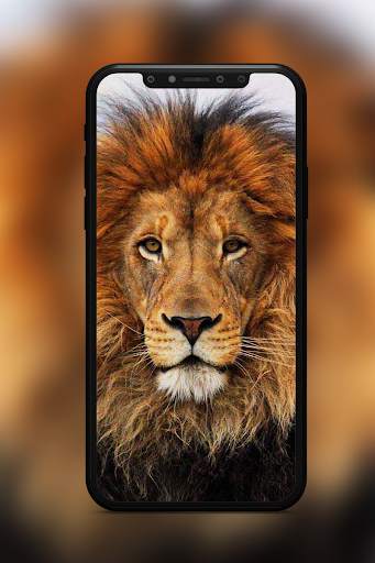 Lion Wallpaper screenshot 4