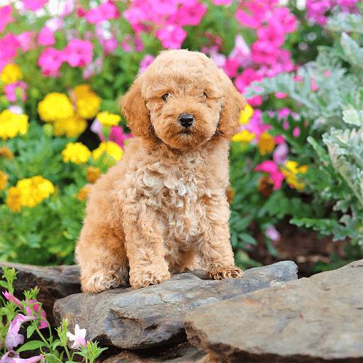 Cute Puppy Jigsaw Puzzles screenshot 4
