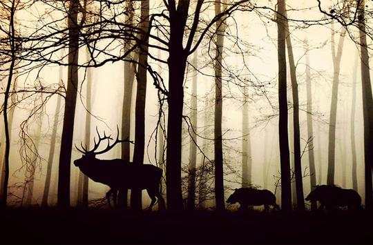 Wild Animals World screenshot 8