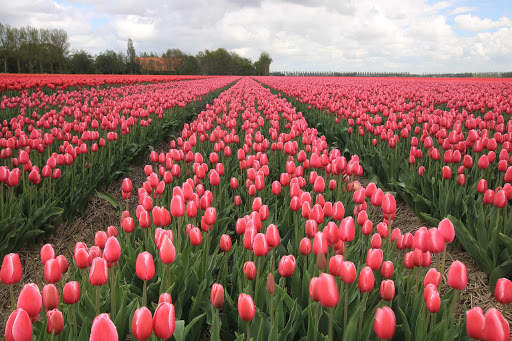 Tulips Wallpapers HD & 4k Backgrounds screenshot 21