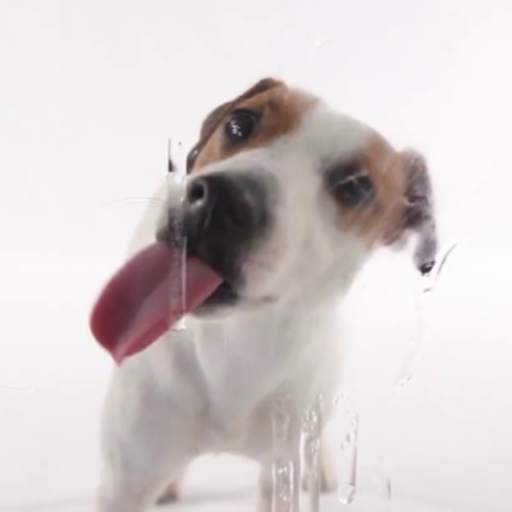 Dog Licks Screen Wallpaper 23.0