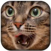 Funny Cat Sounds 1.1.2