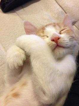 Funny Cats and Dogs - Puzzle. screenshot 5