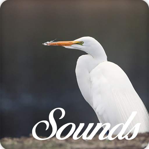 Egret Bird Sounds and Ringtone Audio 10.0.0