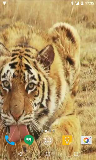 Tiger Live Wallpaper screenshot 3