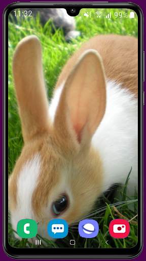 Rabbit HD Wallpaper screenshot 3