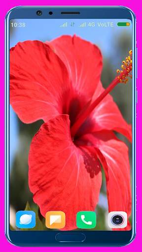 Hibiscus Flower Wallpaper Best 4K screenshot 5