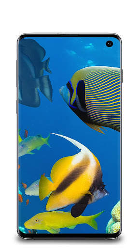 Fish Wallpaper screenshot 1