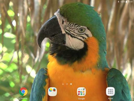 Parrot Live Wallpaper screenshot 9