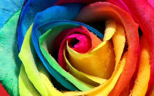 Rosa Live Wallpaper screenshot 8