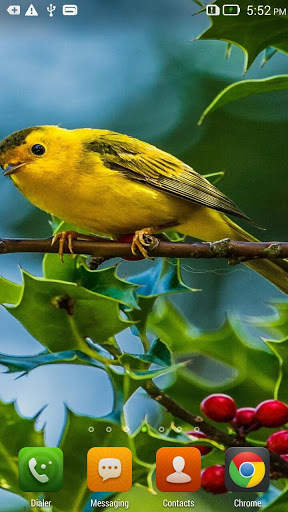 Small Bird Live Wallpaper screenshot 4