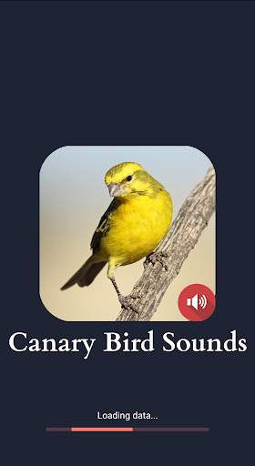 Canary Bird Sounds screenshot 1