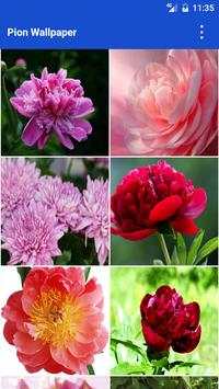 Pion Wallpapers 1 تصوير الشاشة