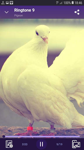 Pigeon - RINGTONES and WALLPAPERS screenshot 3