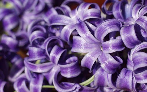 Hyacinth Wallpaper HD screenshot 2