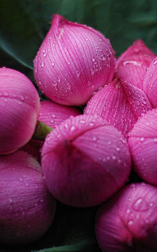 Flowers Wallpapers HD 2021 screenshot 15