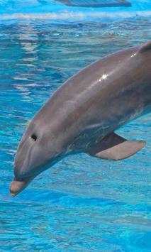 Dolphins Wallpapers screenshot 3