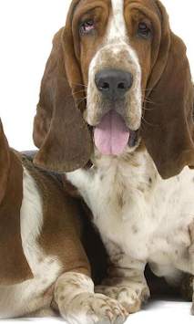 Hound Wallpapers screenshot 4