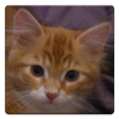 Cat Games icon