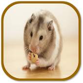 Hamster Sounds 1.0