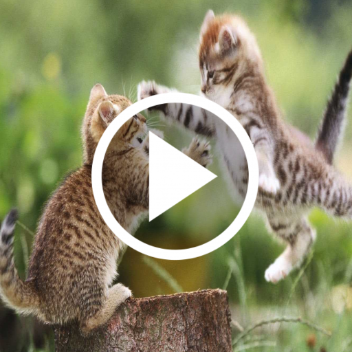 Cat Video Live Wallpaper icon