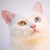Cat Chat Messenger 1.0