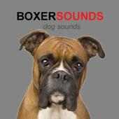 Boxer