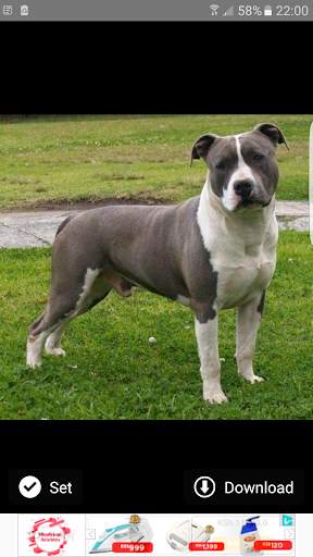 Pitbull Wallpapers 21 تصوير الشاشة