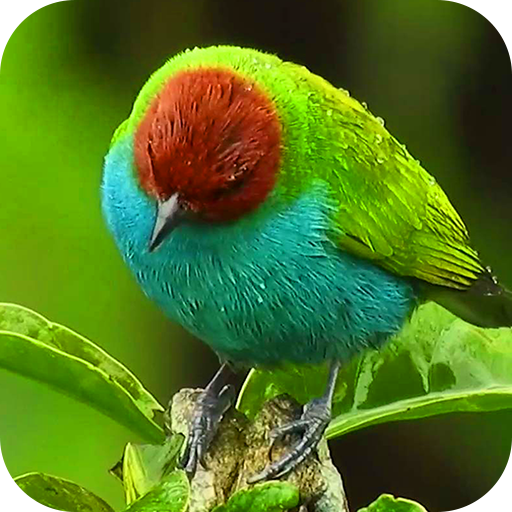4K Bird live Wallpaper: Birds Wallpaper आइकन