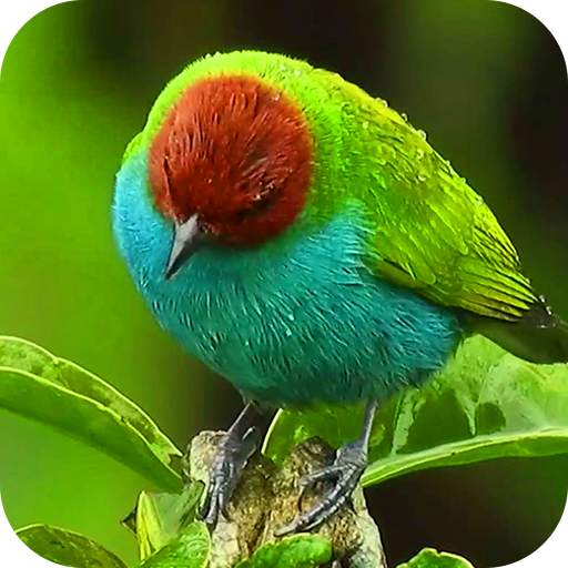 4K Bird live Wallpaper: Birds Wallpaper 9.0