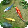 Water Koi Fish Pond LWP 1.08