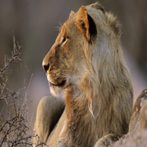 Animal Sounds For Relaxation... icon
