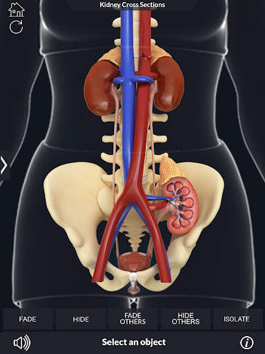 My Urinary System screenshot 5